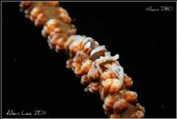 Sea Whip Shrimp.Nikon D80,60mm,f25,1/200,YS-120. by Allen Lee 